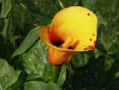 foto Gartenblumen Calla-Lilien, Aronstab orange