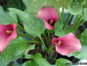 ფოტო ბაღის ყვავილები Calla ლილი, Arum ლილი ვარდისფერი