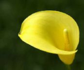foto Gartenblumen Calla-Lilien, Aronstab gelb