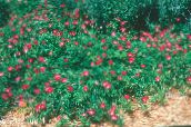 foto Flores de jardín Copas De Vino Mexicano, Malva Amapola, Callirhoe involucrata rojo