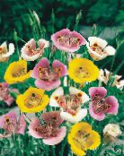 foto Dārza Ziedi Sego Lilija, Tolmie Zvaigzne Tulpe, Matains Pussy Ausis, Calochortus balts