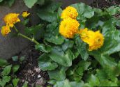 foto Dārza Ziedi Purva Purene, Gundega, Caltha palustris dzeltens