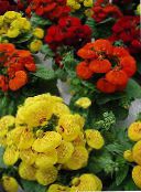 赤 アツモリソウ、スリッパの花、キンチャクソウ、手帳植物、ポーチの花