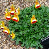 bilde  Tiril, Tøffel Blomst, Slipperwort, Lommeboka Plante, Veske Blomst, Calceolaria orange