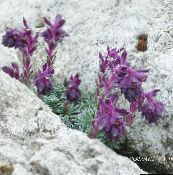 violetinė Saxifraga