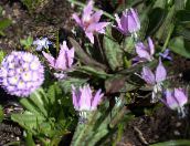 foto Dārza Ziedi Fawn Lilija, Erythronium ceriņi