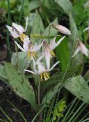 foto Dārza Ziedi Fawn Lilija, Erythronium balts