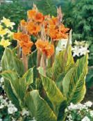 photo les fleurs du jardin Canna Lily, Usine De Tir Indien orange