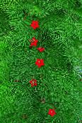 fotografie Záhradné kvety Kardinál Horolezec, Cyprus Réva, Indická Ružová, Ipomoea quamoclit červená