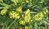 フォト 庭の花 カロライナ海のラベンダー, Limonium 黄