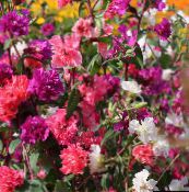 foto Vrtne Cvjetovi Clarkia, Vijenac Cvijeća, Planinski Vijenac crvena
