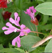 照片  Clarkia，花环花，山茼 粉红色