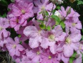 フォト 庭の花 クレマチス, Clematis ピンク