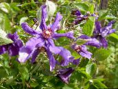 photo les fleurs du jardin Clématite, Clematis pourpre