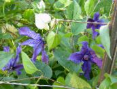 fotografie Záhradné kvety Klematis, Clematis modrá