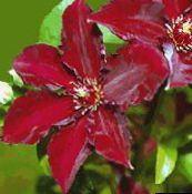 фото Садовые цветы Клематис, Clematis красный