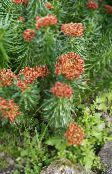 ფოტო ბაღის ყვავილები Rhodiola, Roseroot, Sedum, Leedy ის Roseroot, Stonecrop წითელი