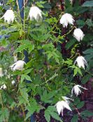 フォト 庭の花 Atragene、小花の咲くクレマチス ホワイト