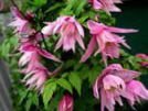 foto Trädgårdsblommor Atragene, Små Klematis rosa