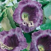 photo Garden Flowers Cathedral Bells, Cup and saucer plant, Cup and saucer vine, Cobaea scandens purple