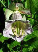 photo Garden Flowers Cathedral Bells, Cup and saucer plant, Cup and saucer vine, Cobaea scandens lilac