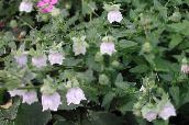 foto Flores do Jardim Bonnet Campânula, Codonopsis branco