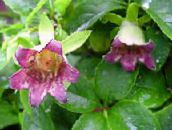 foto Trädgårdsblommor Motorhuv Campanulaceae, Codonopsis rosa