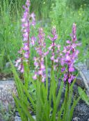 フォト 庭の花 香りの蘭、蚊テガタチドリ属, Gymnadenia ピンク