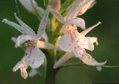 foto Flores do Jardim Orquídea Perfumado, Mosquito Gymnadenia branco