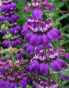 foto Flores de jardín Blue-Eyed Mary, Casas Chinas, Collinsia púrpura