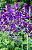 nuotrauka Sodo Gėlės Campanula, Varpelis violetinė