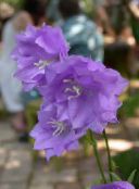fotografie Zahradní květiny Campanula, Zvonek šeřík
