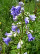 foto Flores do Jardim Campanula, Bellflower luz azul
