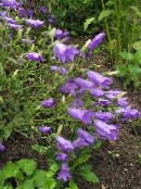 foto Flores do Jardim Campanula, Bellflower roxo