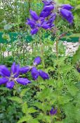 fotografie Záhradné kvety Campanula, Zvonček modrá