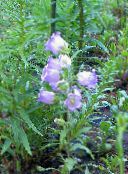 bilde Hage Blomster Campanula, Bellflower lyse blå