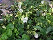 fotografie Záhradné kvety Campanula, Taliančina Zvonček biely