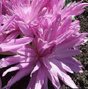 ფოტო ბაღის ყვავილები ცრუ შემოდგომაზე Crocus, Showy Colchicum, შიშველი ქალბატონები, მდელოს ზაფრანა ვარდისფერი