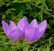 foto Tuin Bloemen Valse Herfsttijloos, Opzichtige Colchicum, Naakte Dames, Weide Saffraan lila