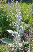 照片  观赏性毛蕊花，毛蕊花, Verbascum 黄