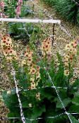 ფოტო ბაღის ყვავილები დეკორატიული Mullein, Verbascum ვარდისფერი