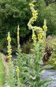 フォト 庭の花 装飾モウズイカ、verbascum 黄