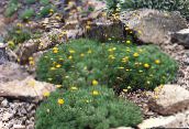 fotografie Záhradné kvety Cotula žltá