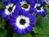 blå Blomsterhandler Er Cineraria