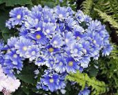 açık mavi Çiçekçi Cineraria