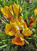 fotoğraf Bahçe çiçekleri Erken Çiğdem, Tommasini En Çiğdem, Kar Çiğdem, Tommies, Crocus sarı