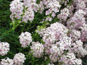 снимка Градински цветове Stonecress, Aethionema бял