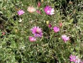 ფოტო ბაღის ყვავილები მარადიული, უკვდავა, Strawflower, ქაღალდის Daisy, მარადიული Daisy, Xeranthemum ვარდისფერი