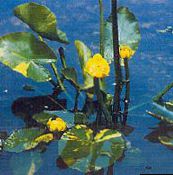 Southern Spatterdock, Yellow Pond Lily, Yellow Cow Lily   