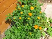 снимка Градински цветове Аблен, Trollius оранжев